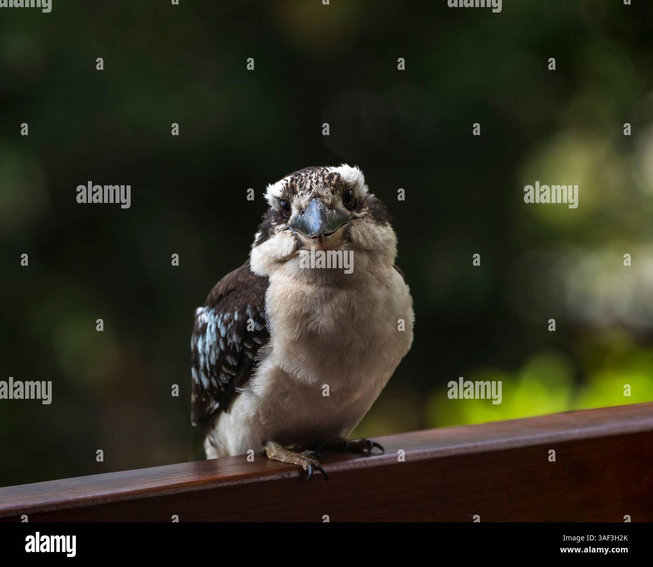 Oiseaux Kookaburra à Cairns Australie nature Banque D'Images