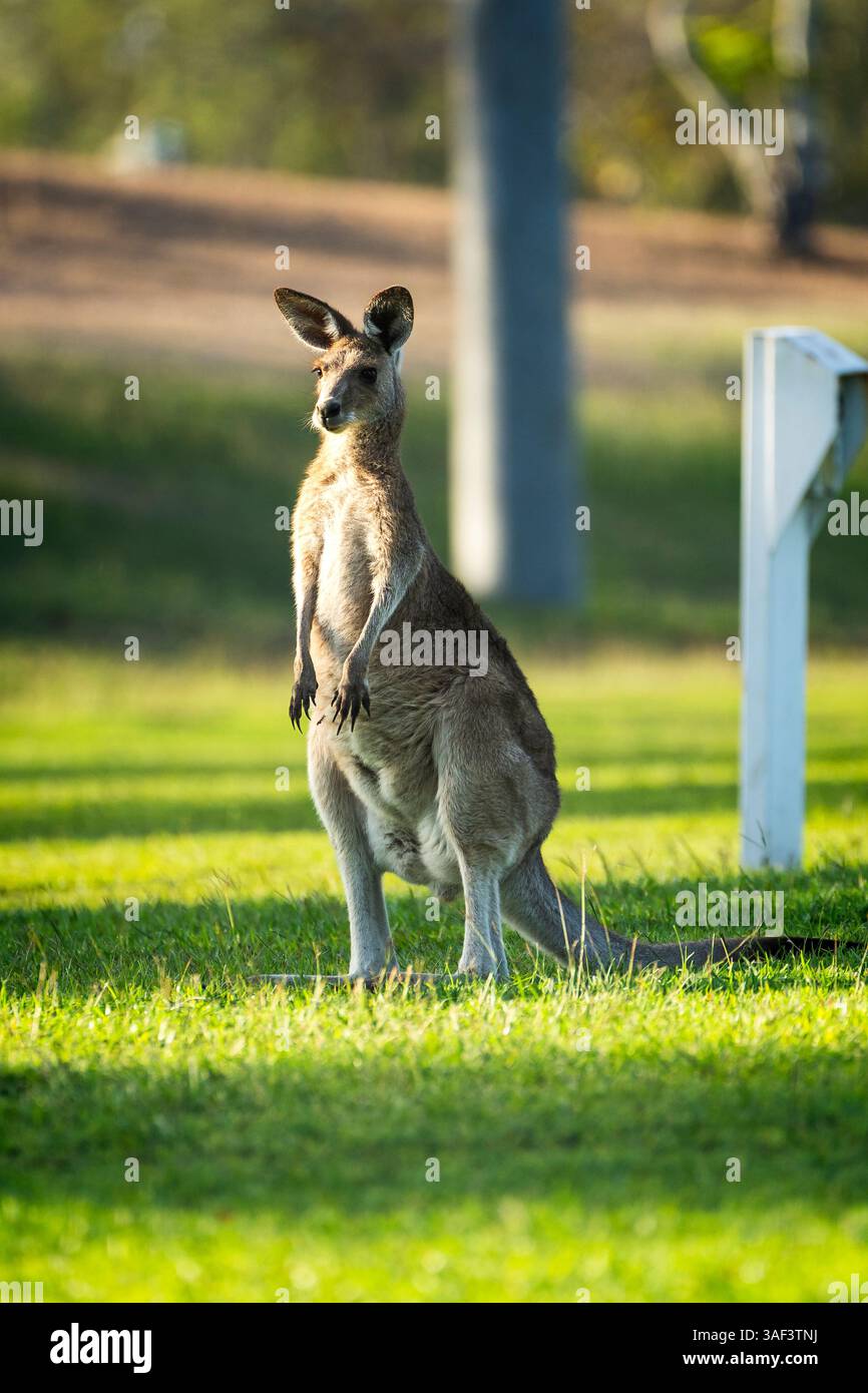 Explorez la faune et la flore uniques et variées de l'Australie Banque D'Images