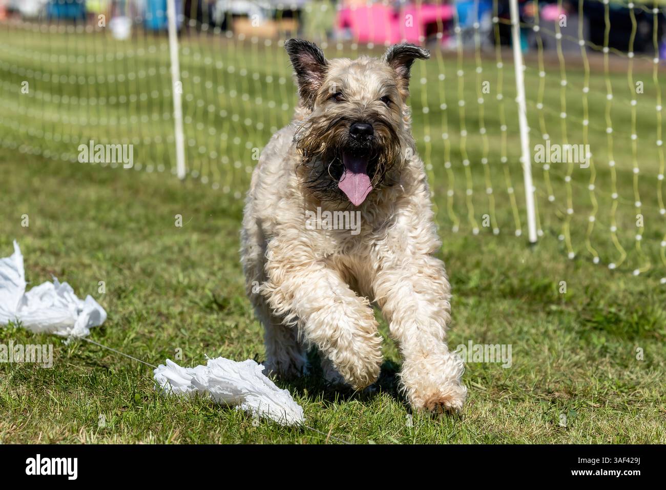 Terrier Wheaten Lure course de course à pied Sprint Dog Sport Banque D'Images