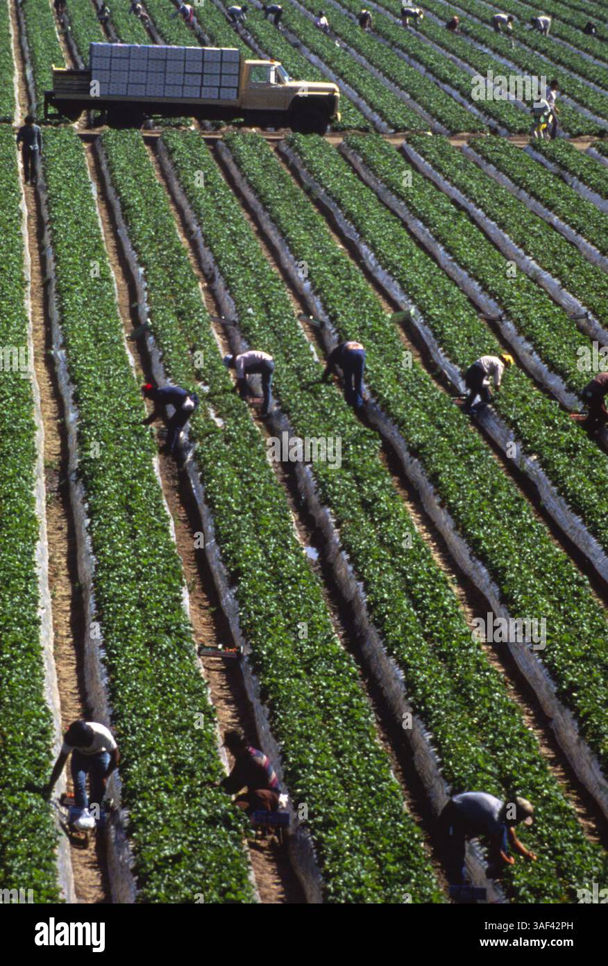 19 avril 2005 ; Orange County, CA, États-Unis ; (fichier photo date exacte inconnue) toutes les phases de la production et de la culture des fraises, des oranges, de la cueillette et du tri, travailleurs dans le comté d'Orange. Banque D'Images