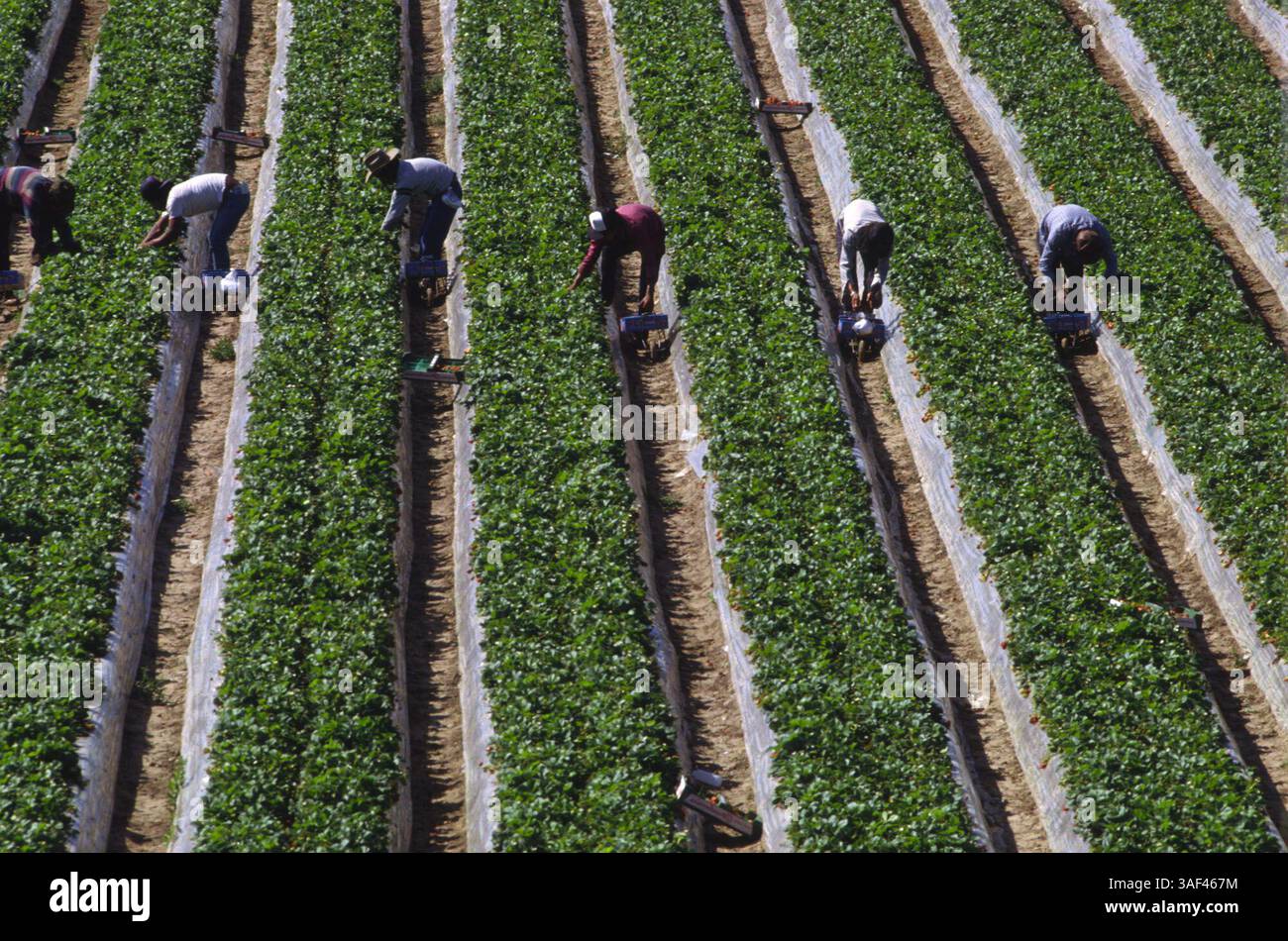 19 avril 2005 ; Orange County, CA, États-Unis ; (fichier photo date exacte inconnue) toutes les phases de la production et de la culture des fraises, des oranges, de la cueillette et du tri, travailleurs dans le comté d'Orange. Banque D'Images