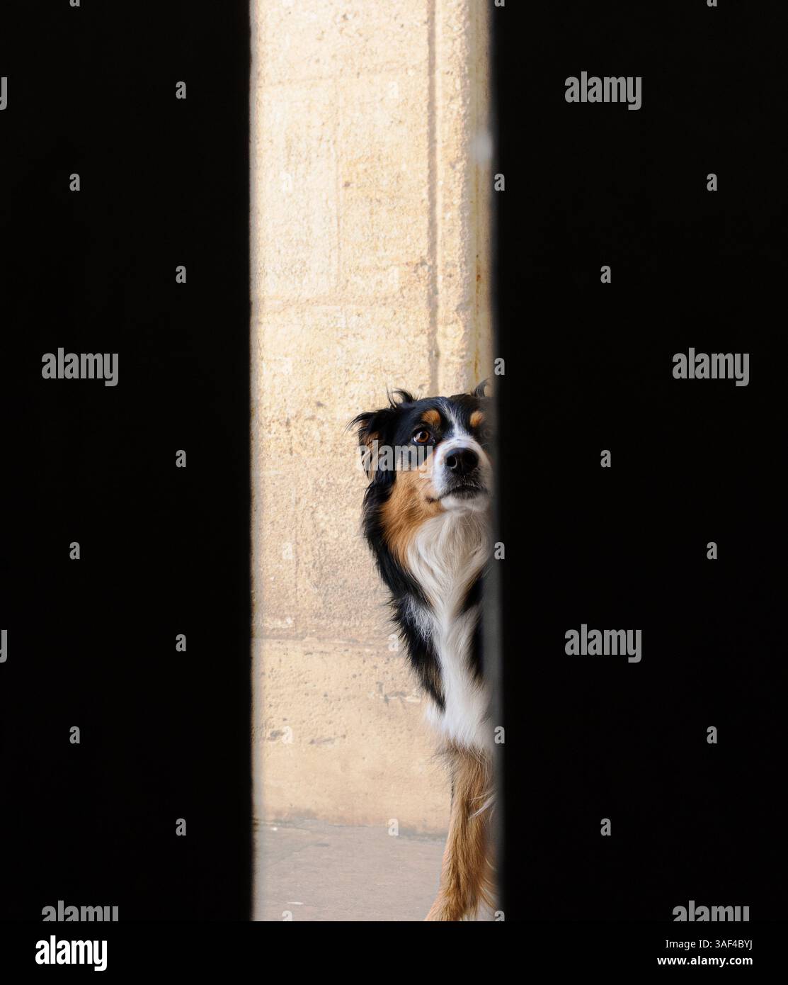 Un Berger australien noir, blanc et bronzé regarde curieusement à travers une ouverture étroite. Gros plan, portrait d'animaux, cadre extérieur Banque D'Images
