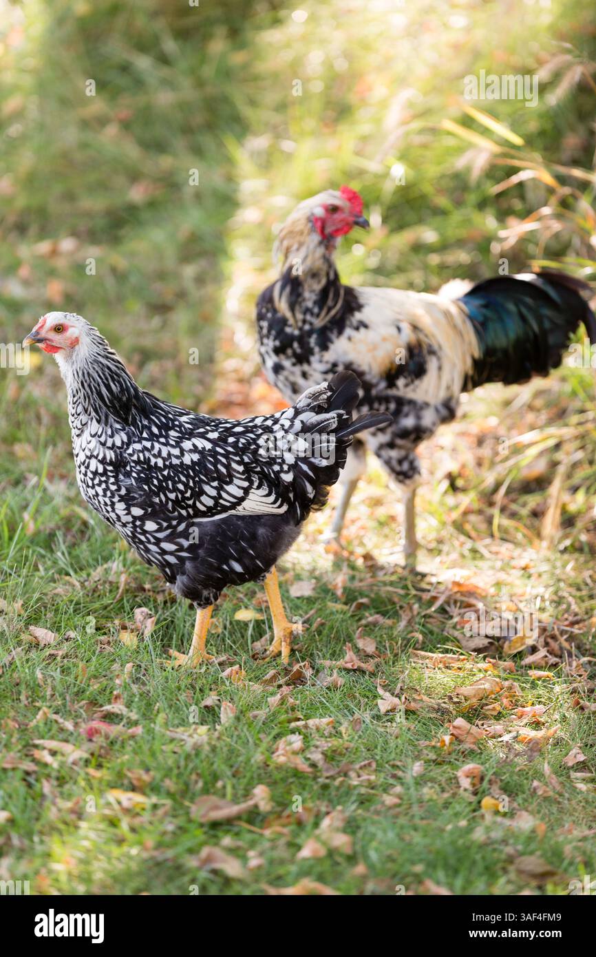 Poule mouchetée et coq debout sur l'herbe parmi les feuilles tombées. Banque D'Images