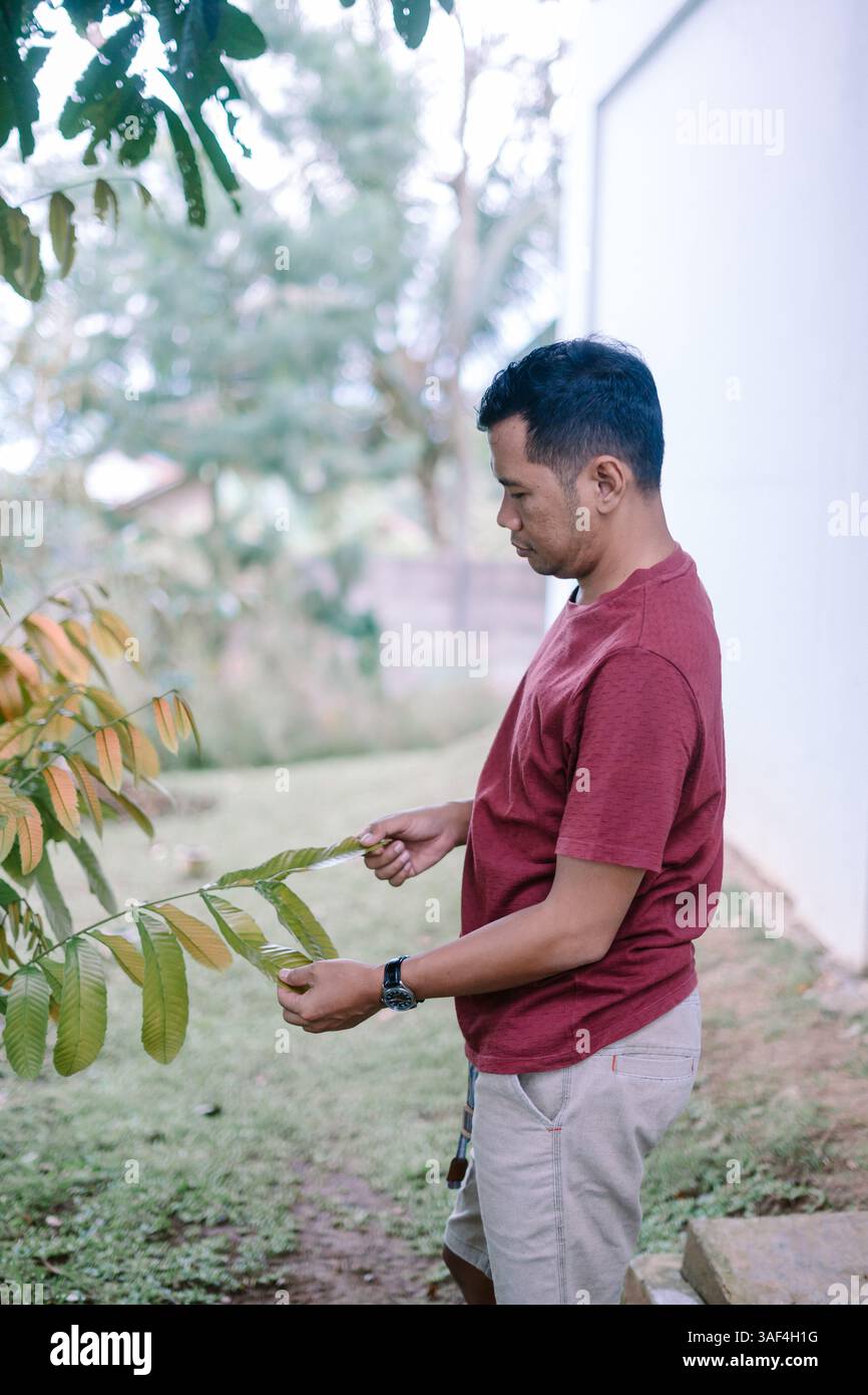 Homme inspectant les feuilles dans son jardin, vérifiant soigneusement tout signe de parasites ou de maladies. Se concentrer sur le maintien de la santé et de la croissance des plantes Banque D'Images
