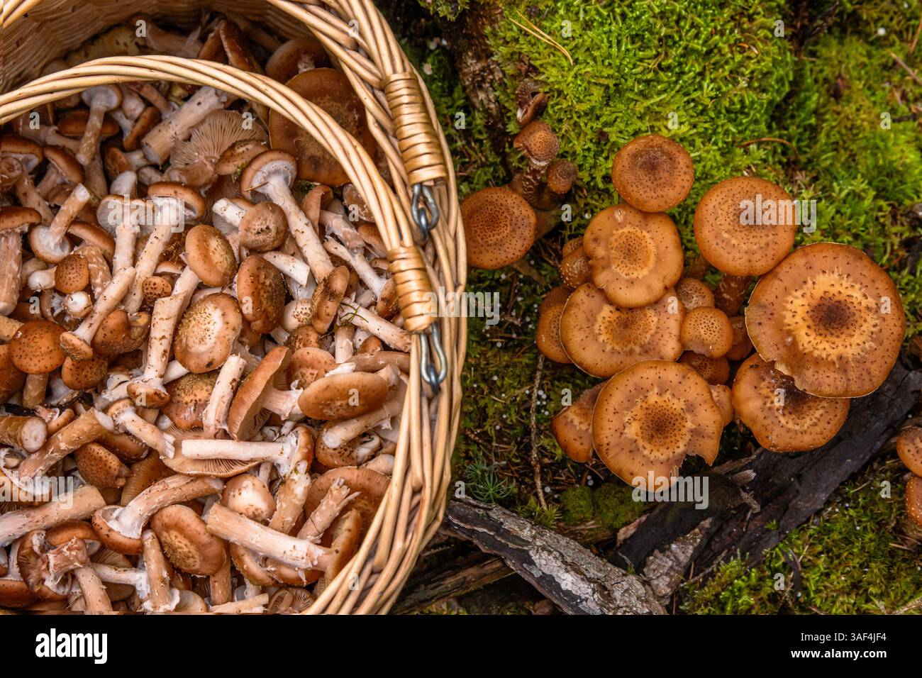 Armillaria mellea, champignon du miel, est un champignon basidiomycète comestible. Souche de champignon, souche, pipinky ou pinky dans le panier en osier dans la nature en forêt sur Banque D'Images