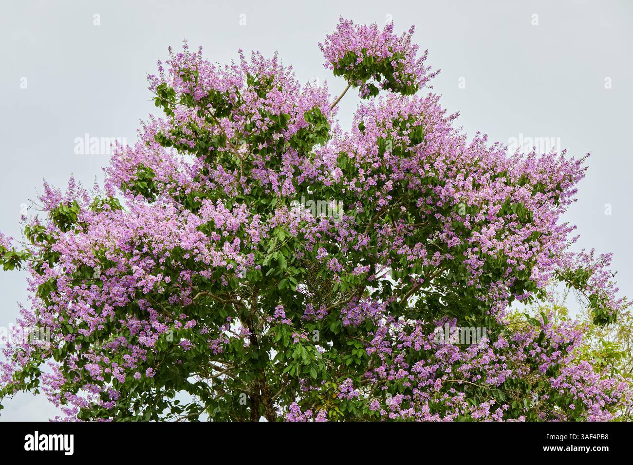 Vue rapprochée de la fleur rose de la Reine fleurissant sur l'arbre Banque D'Images