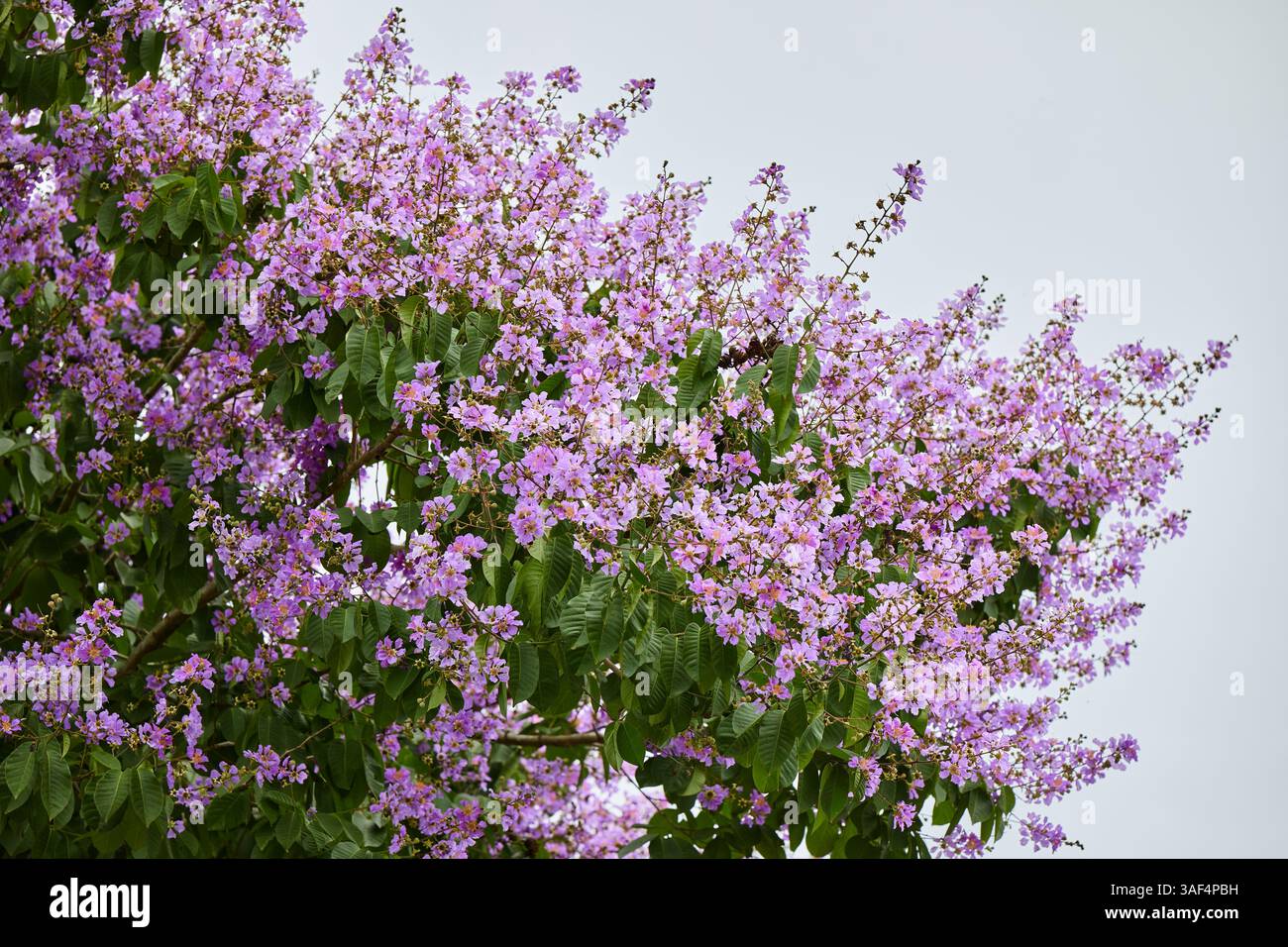 Vue rapprochée de la fleur rose de la Reine fleurissant sur l'arbre Banque D'Images
