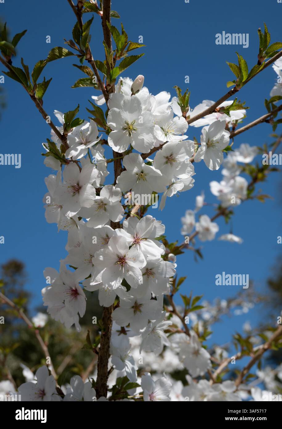 Prunus incisa 'la mariée' à Batsford Arboretum, Gloucestershire, Royaume-Uni Banque D'Images