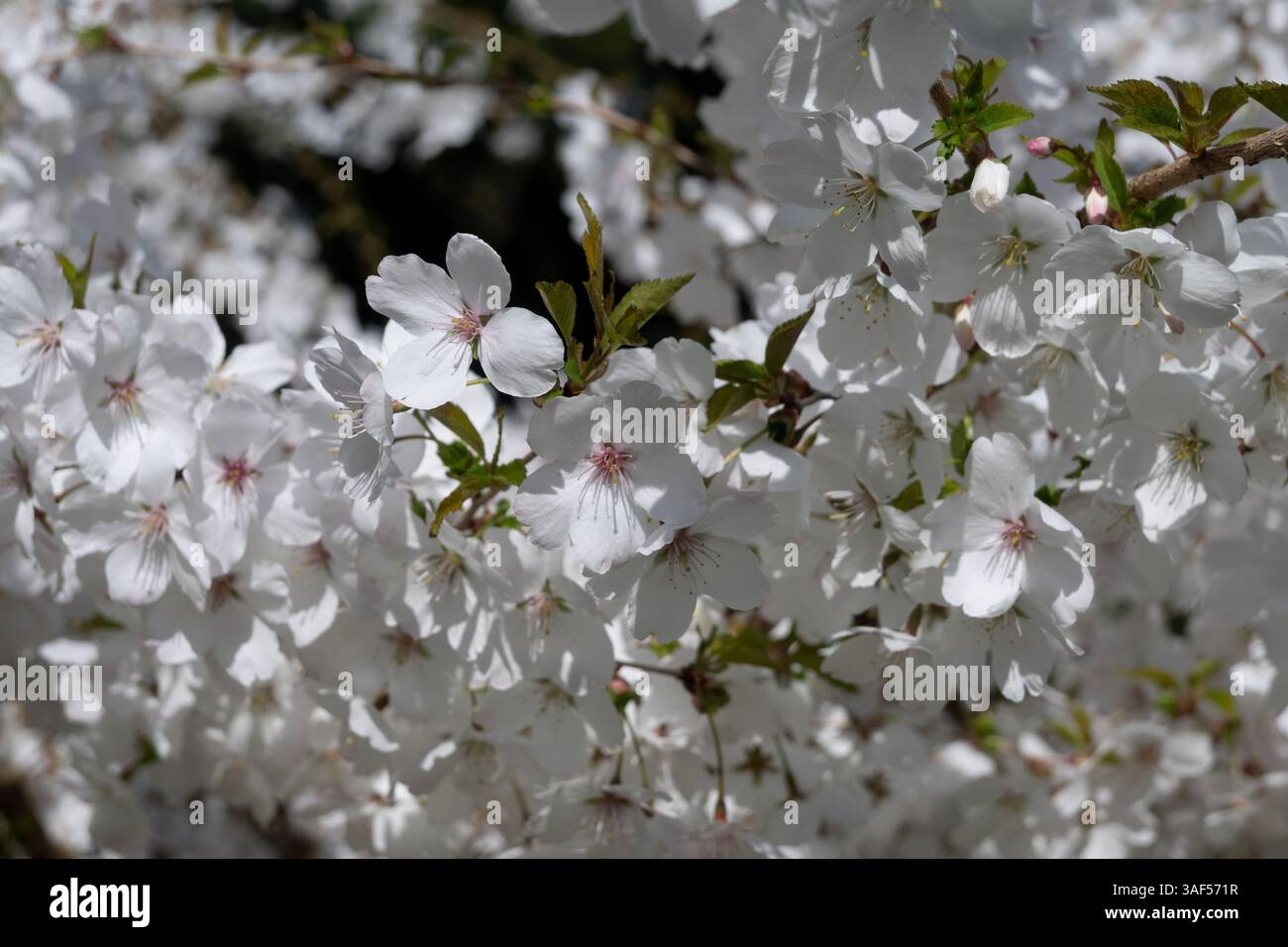 Prunus incisa 'la mariée' à Batsford Arboretum, Gloucestershire, Royaume-Uni Banque D'Images