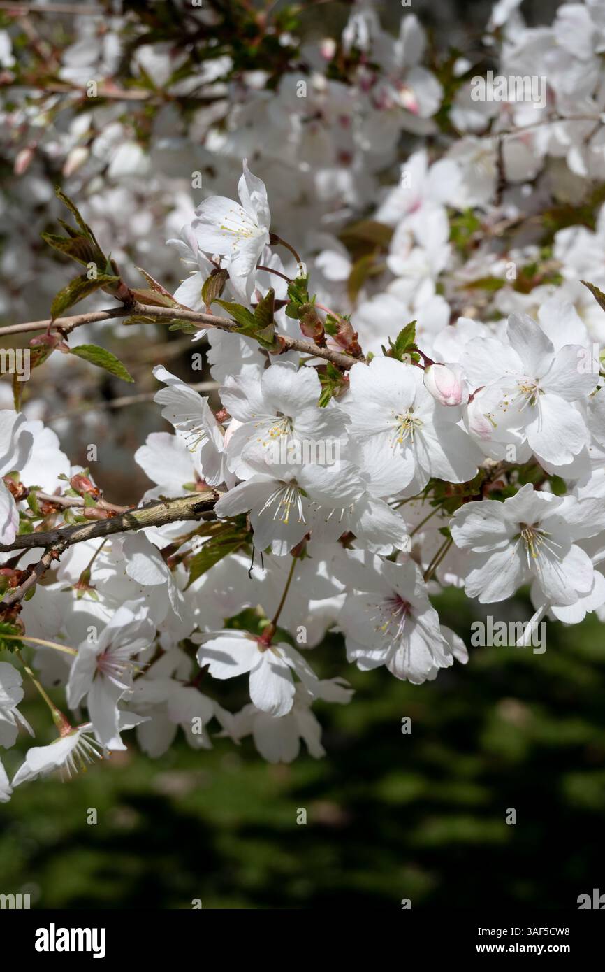 Prunus incisa 'la mariée' à Batsford Arboretum, Gloucestershire, Royaume-Uni Banque D'Images