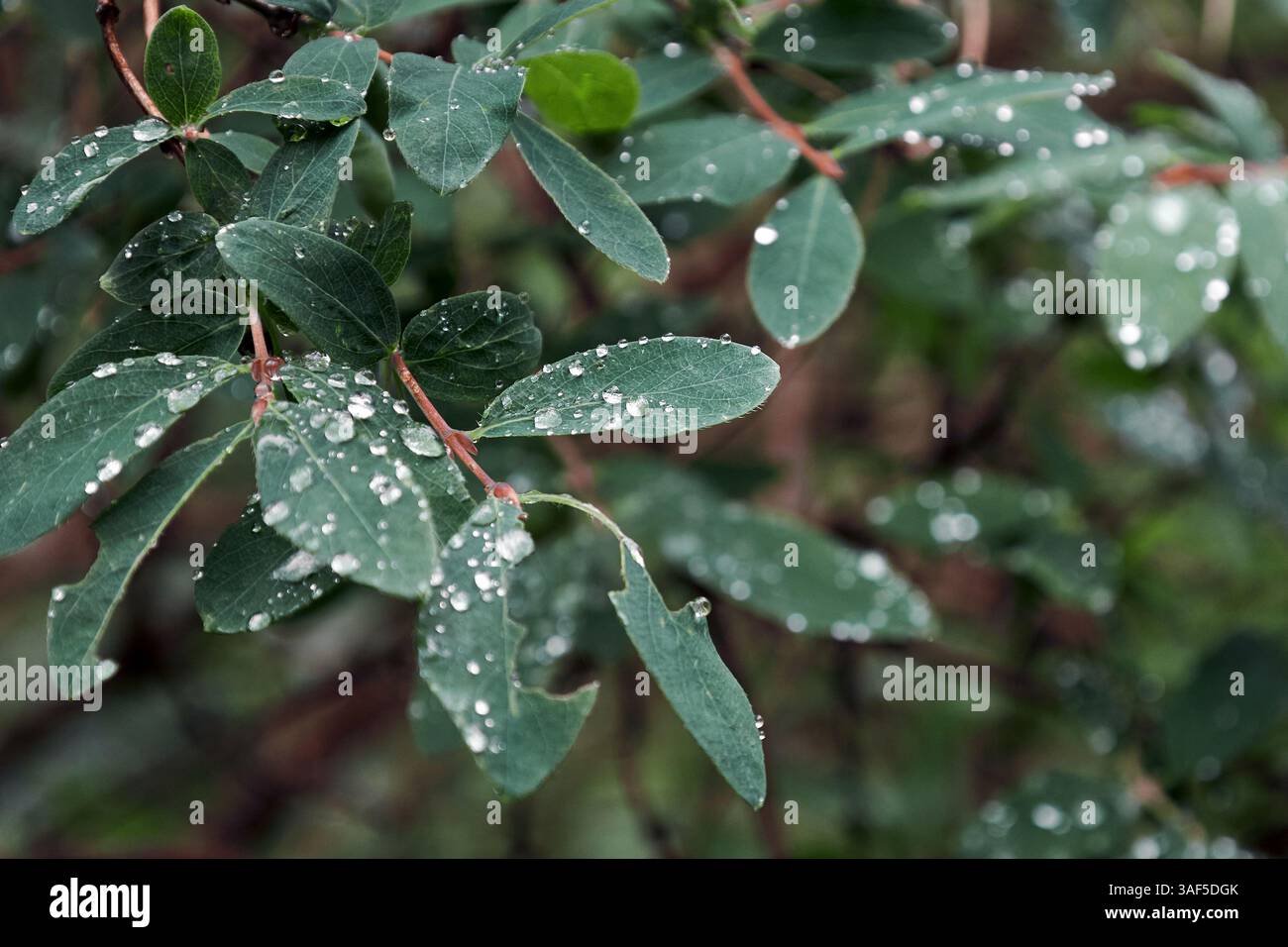 feuilles de chèvrefeuille vert dans des gouttes d'eau après la pluie ou la rosée. fond botanique d'été Banque D'Images