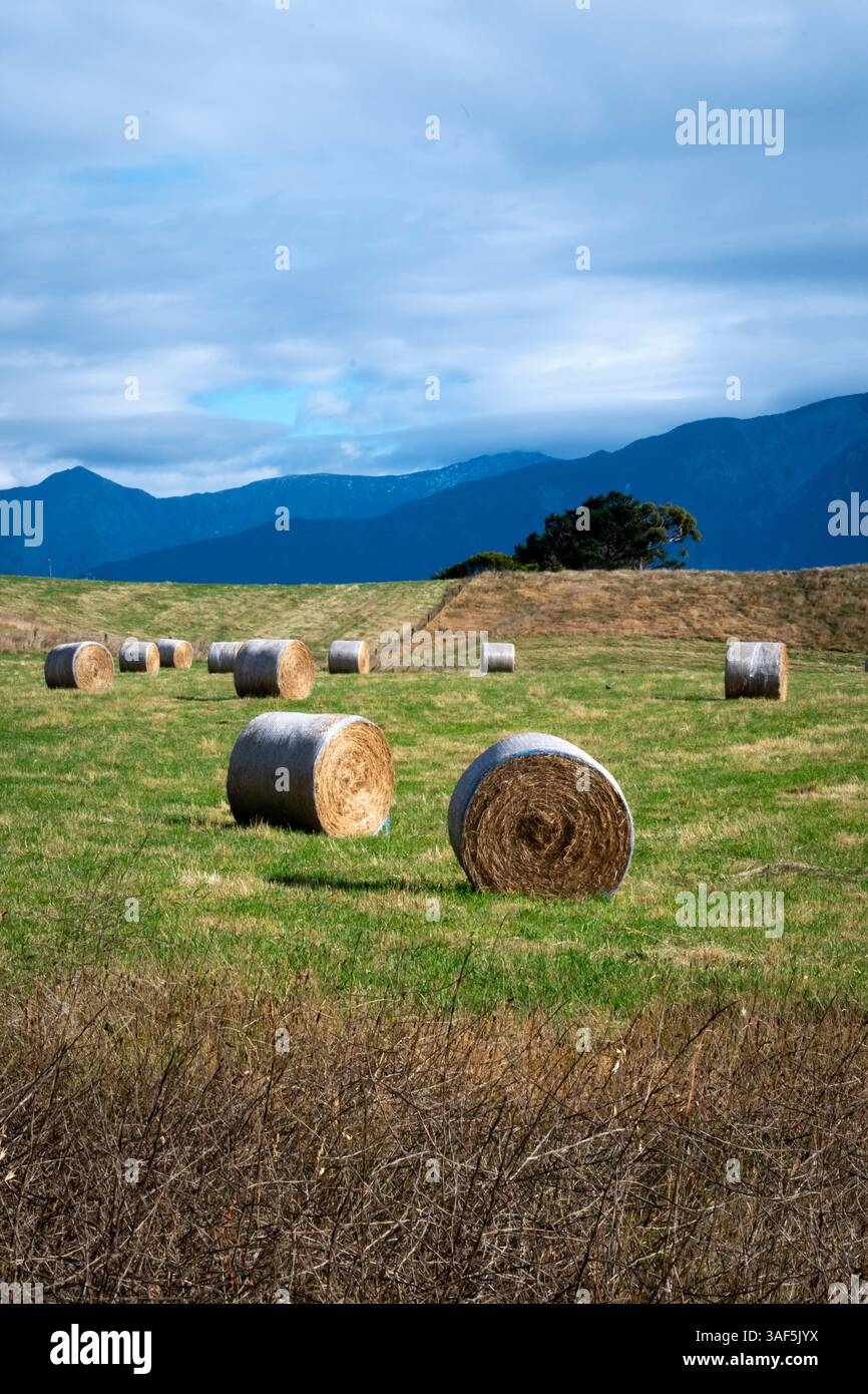Balles de foin rondes sur des terres agricoles, Kaikoura, Canterbury, Île du Sud, Nouvelle-Zélande Banque D'Images