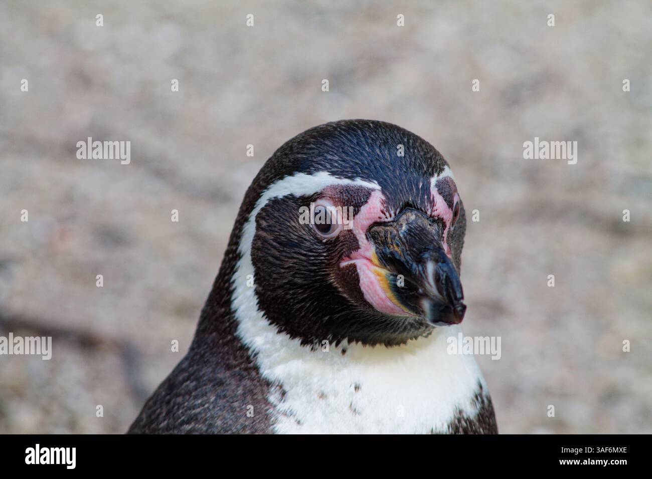 Gros plan d'un pingouin avec des marques noires et blanches distinctives, mettant en valeur son bec et ses traits faciaux sur un fond flou. Banque D'Images