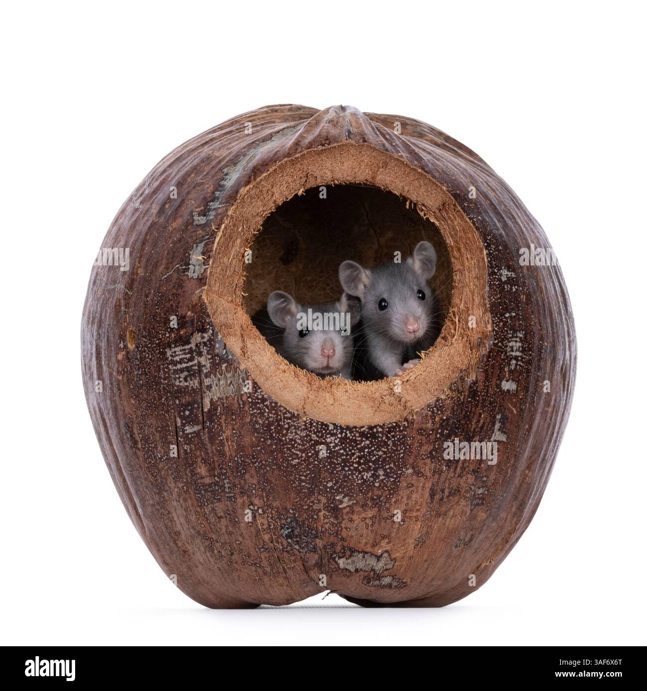 Rats mignons, cachés dans une coquille séchée. Peaking curieux hors du trou. Isolé sur fond blanc. Banque D'Images