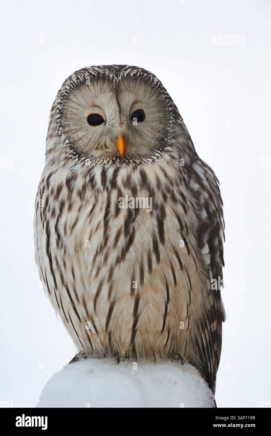 Chouette de l'Oural (Strix uralensis) en hiver, Forêt de Bavière, Allemagne | Habichtskauz (Strix uralensis) im Winter, Bayerischer Wald, Deutschland Banque D'Images