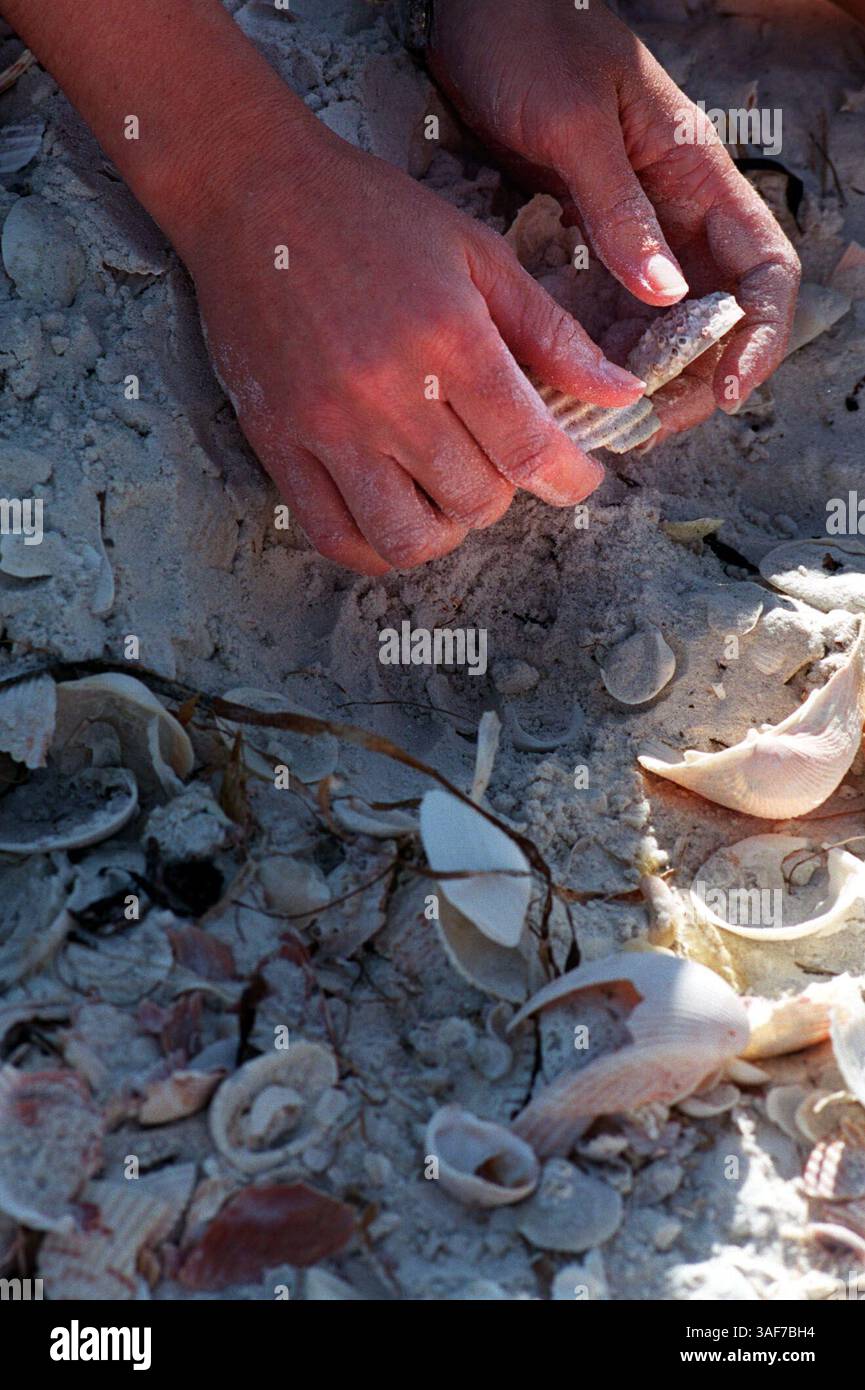 SP.95339.- LIVRER À :.neigh Times.- 11/21/1999.- Shell Key.- LÉGENDE INFO : -5/6- comme le sable d'un sablier, Tracey Christiansen (crédit image : St Petersburg Times/ZUMAPRESS.com) Banque D'Images