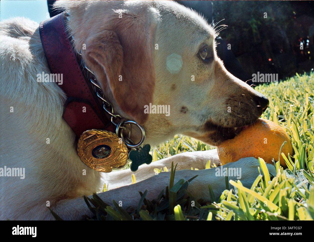 SP.95630.- - LIVRER À :.metro.- -.12/1/1999.- -.St. pete.- -. INFO LÉGENDE :. Un nouveau chien renifleur de bombes, Sparky, appartient au département de police du campus des écoles publiques de Pinellas. Sparky visitait l'école élémentaire fondamentale Pasadena mercredi avec ses gestionnaires, l'enquêteur K-9 Barbara Baugher cq, et l'enquêteur K-9 Dennis Ingerson. .- -. Times photo par :. PAM Royal.- -. Histoire par :.Oppel.- -. SCANNÉ PAR :..- - DATE D'EXÉCUTION : .12/2/1999 (image crédit : St Petersburg Times/ZUMAPRESS.com) Banque D'Images