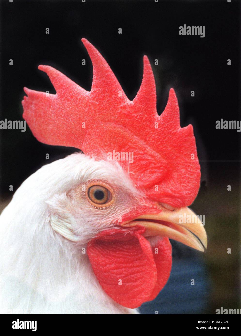 SP.99013.- LIVRAISON À :.PATTY.- 2/2/2000.- PINELLAS PARK.- INFO LÉGENDE :.PHOTO 1. Ronnie, un coq Leghorn blanc appartenant à Dawn Dias de Pinellas Park. .- -. Times photo par :. Michael Rondou.- -. Histoire de :.cover.- -. SCANNÉ PAR :..- - DATE D'EXÉCUTION : .2/6/2000 (image crédit : St Petersburg Times/ZUMAPRESS.com) Banque D'Images