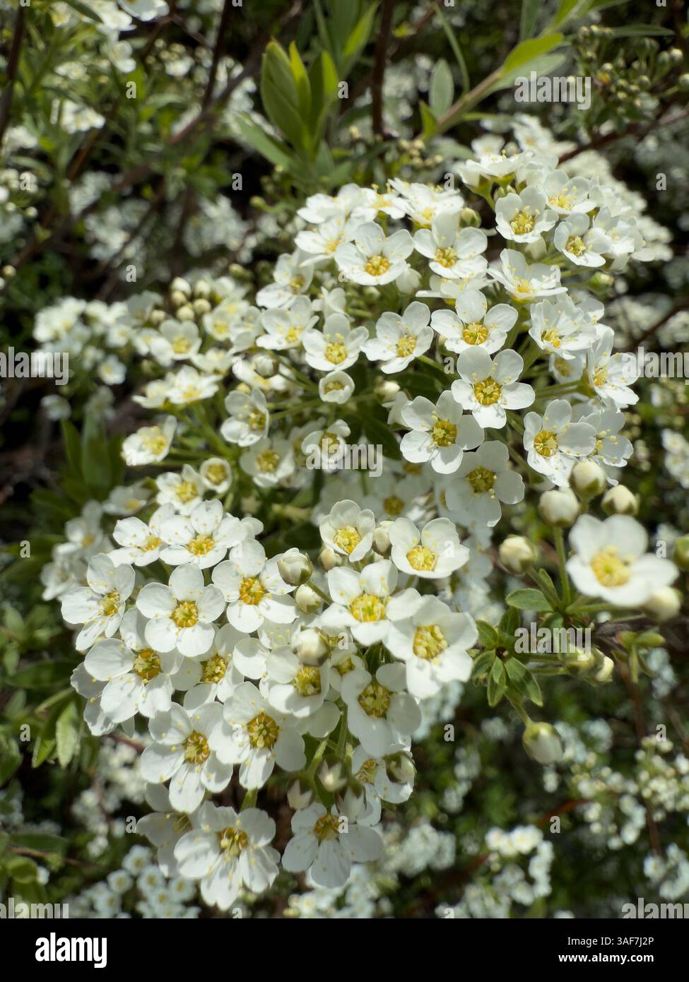 Gros plan fleurs blanches en fleurs sur les branches dans le jardin printanier. Beau fond floral avec des pétales délicats et des centres jaunes. Beauté de la nature Banque D'Images Gros plan fleurs blanches en fleurs sur les branches dans le jardin printanier. Beau fond floral avec des pétales délicats et des centres jaunes. Beauté de la nature Banque D'Images