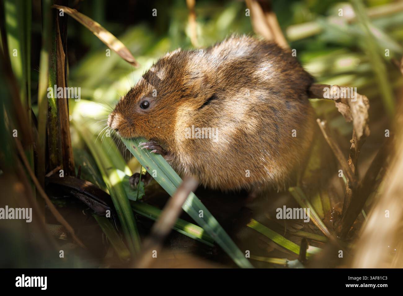 Campagnard sur une voie navigable locale dans le sud du pays de Galles Banque D'Images