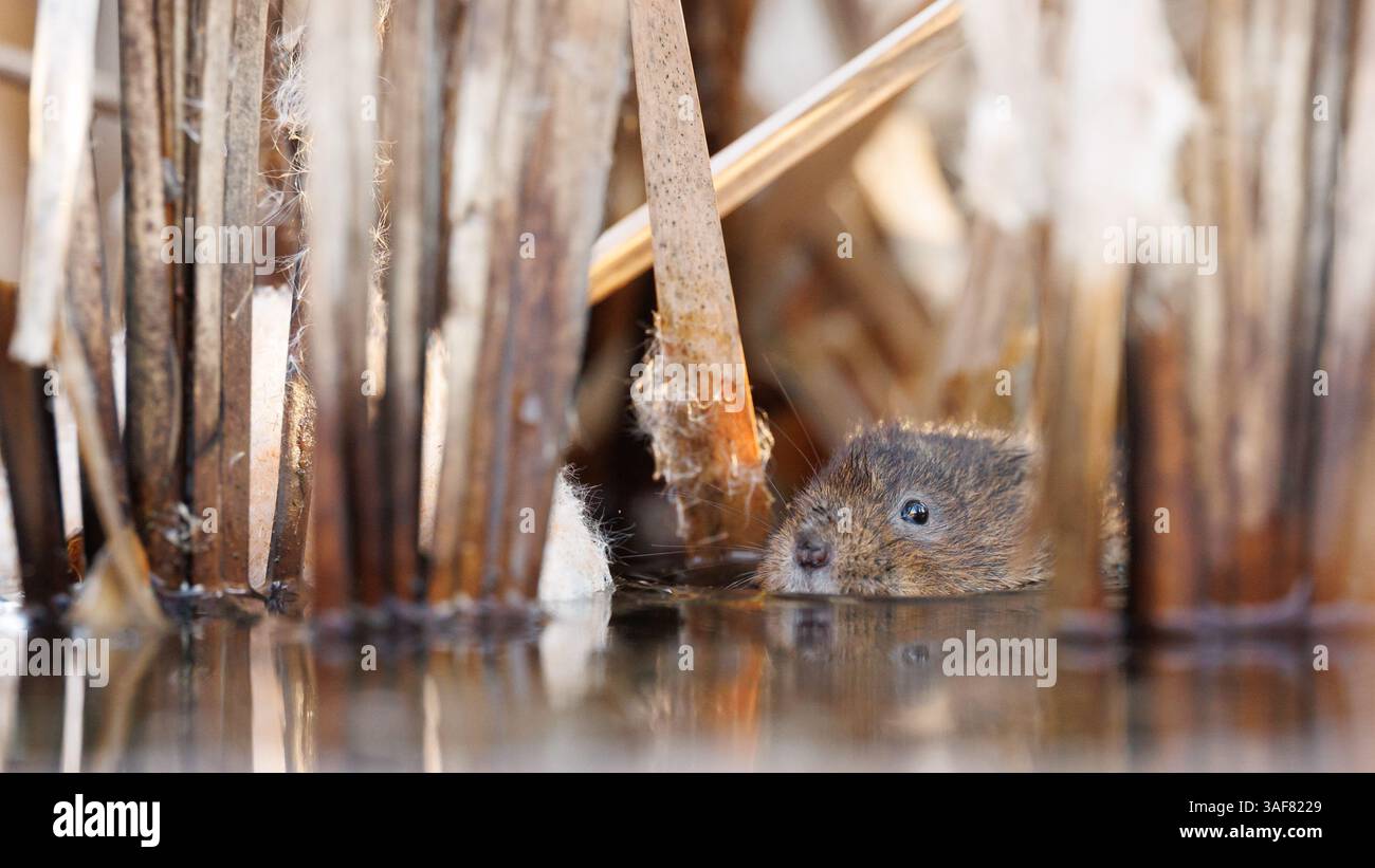 Campagnard sur une voie navigable locale dans le sud du pays de Galles Banque D'Images