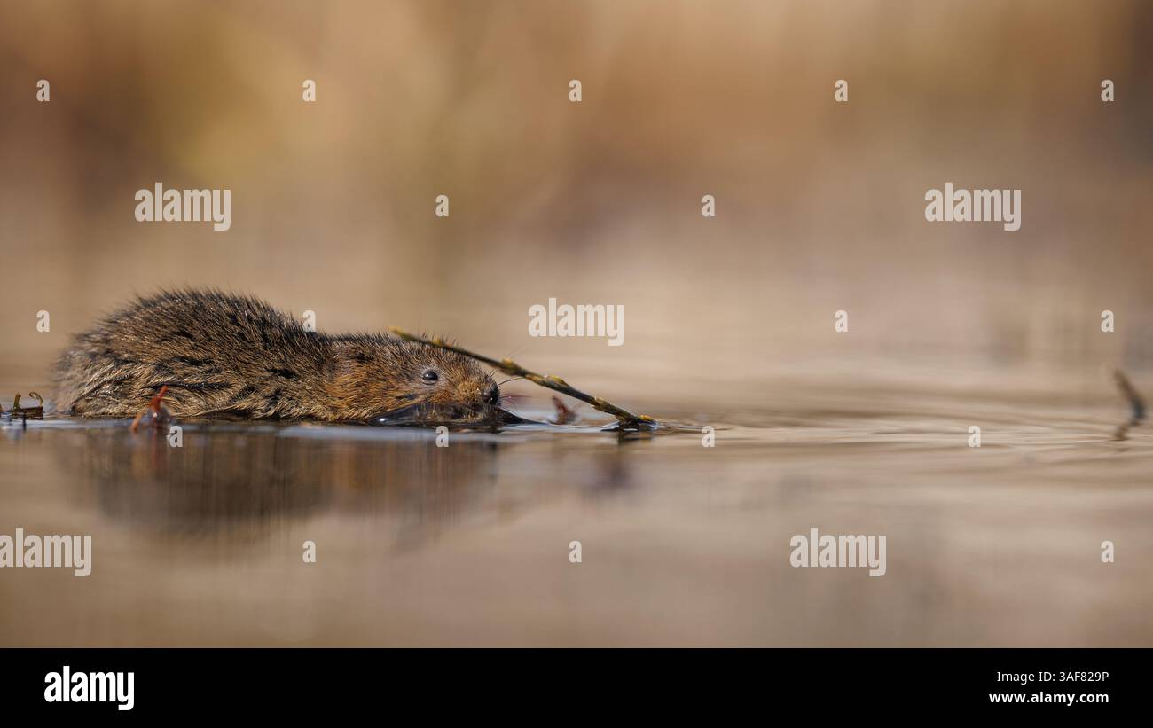 Campagnard sur une voie navigable locale dans le sud du pays de Galles Banque D'Images