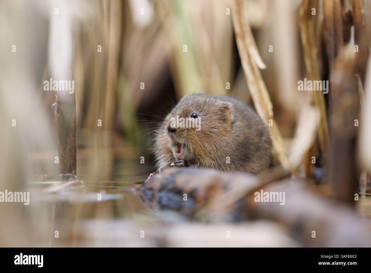 Campagnard sur une voie navigable locale dans le sud du pays de Galles Banque D'Images