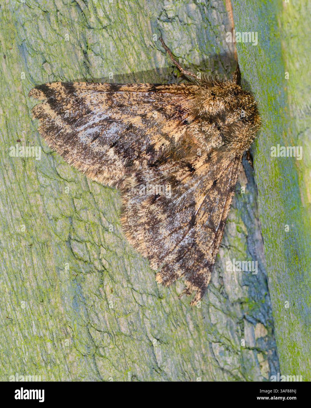 Mâle volant au printemps UK Brindled Beauty Moth, Lycia hirtaria., montrant un motif de camouflage sur les ailes déployées Banque D'Images