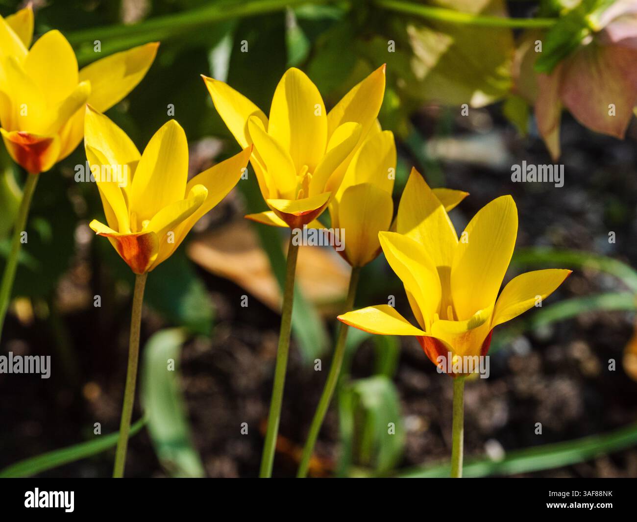 Fleurs jaunes à ombrage rouge de l'espèce rustique Tulipa clusiana var. Chrysantha, floraison début avril Banque D'Images