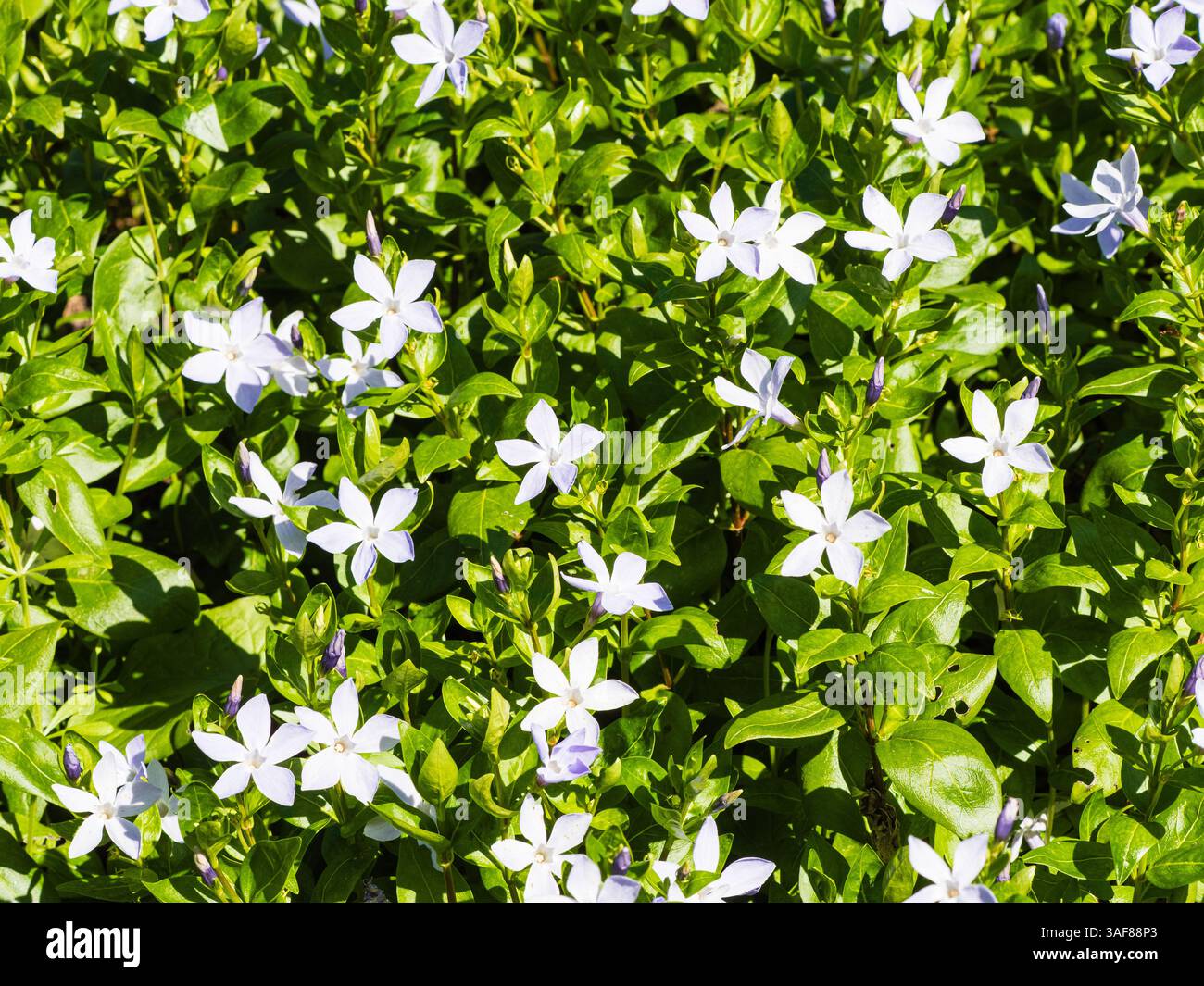 Étoile comme fleurs blanches de l'hiver à la floraison printanière sous-arbuste à feuilles persistantes, Vinca difformis, pervenche Banque D'Images