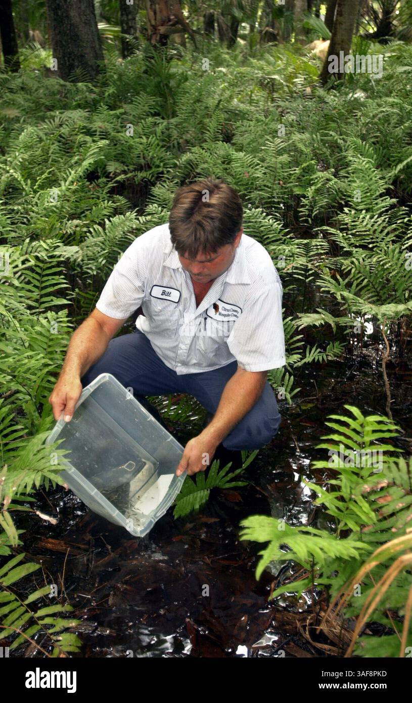 Ci 143050 - - LIVRER À : Citrus Desk - - 7/3/2002 - Homosassa - LÉGENDE INFO : de fortes précipitations au cours des dernières semaines ont amené le problème des moustiques à une tête laide dans de nombreuses zones basses du comté de Citrus. Citrus County Mosquito Control officiers se précipitant autour des zones de reproduction pour déverser gambusia, poisson qui se nourrit de larves de moustiques. Cette action a eu lieu au large de Halls River Road à Homosassa. Bill Kellner (crédit image : St Petersburg Times/ZUMAPRESS.com) Banque D'Images