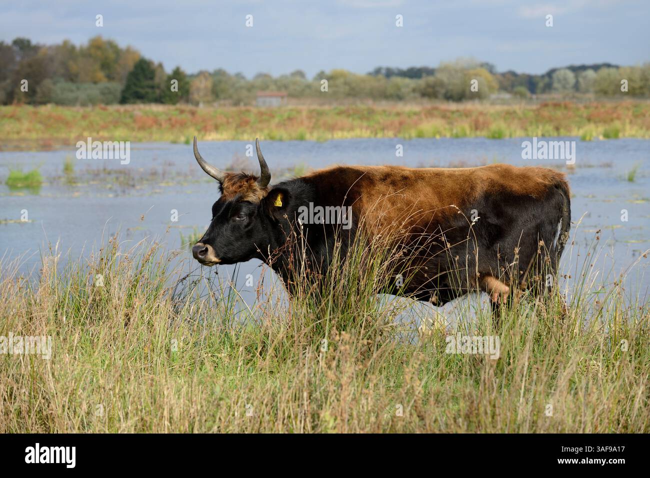 Bovins de Heck (Bos primigenius F. taurus), Allemagne | Heckrind (Bos primigenius F. taurus), Deutschland Banque D'Images