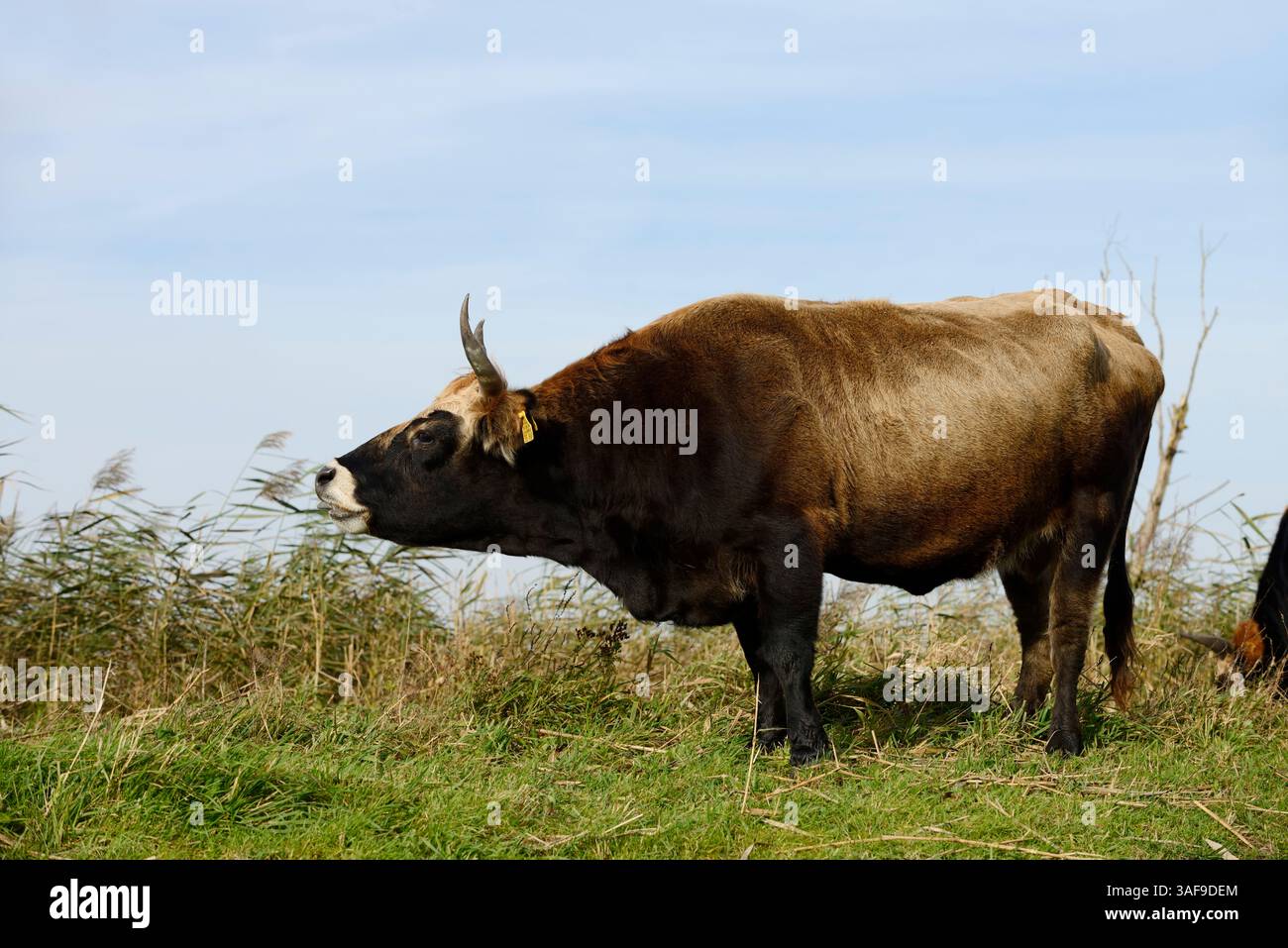 Bovins de Heck (Bos primigenius F. taurus), Allemagne | Heckrind (Bos primigenius F. taurus), Deutschland Banque D'Images
