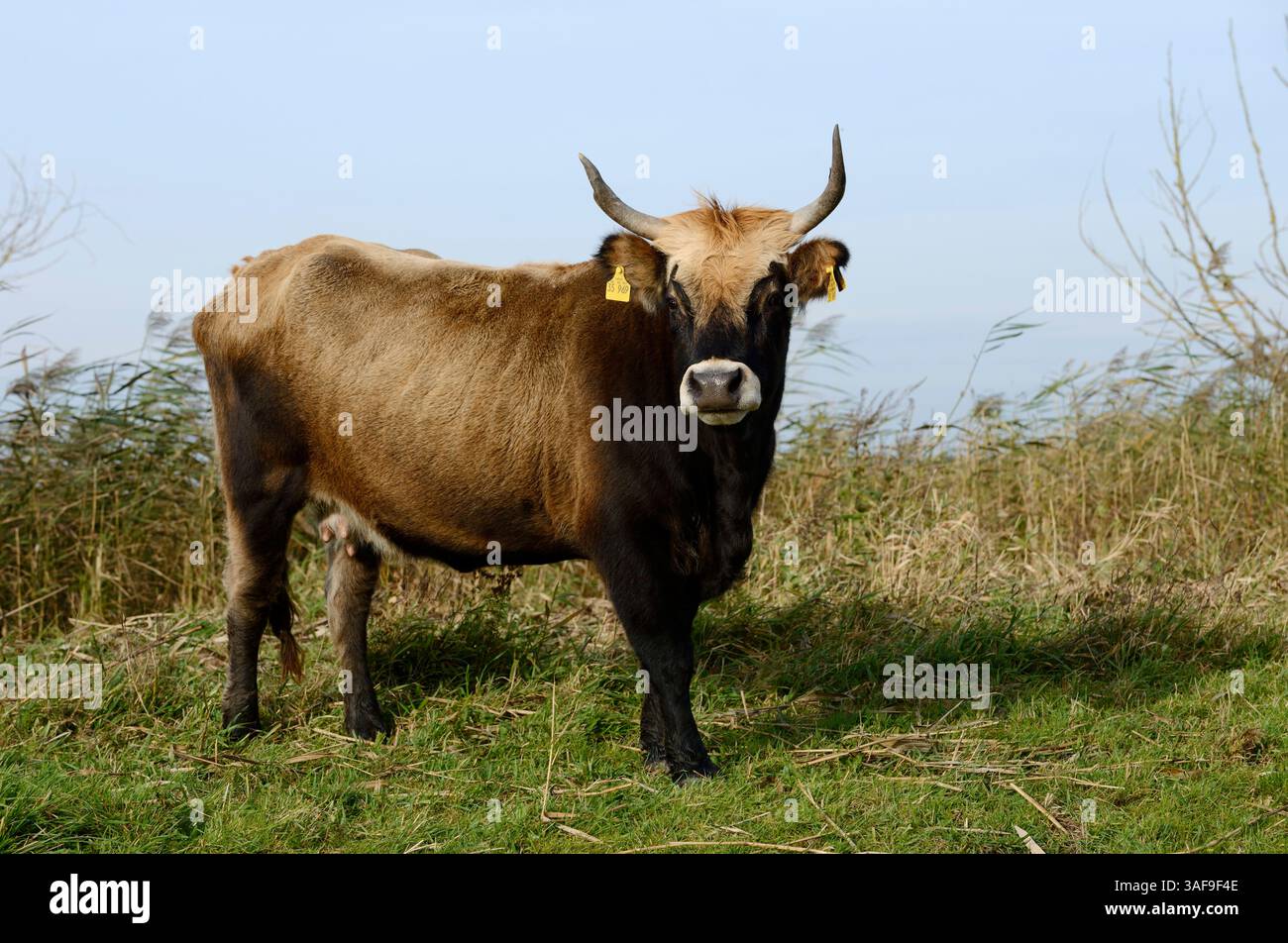 Bovins de Heck (Bos primigenius F. taurus), Allemagne | Heckrind (Bos primigenius F. taurus), Deutschland Banque D'Images