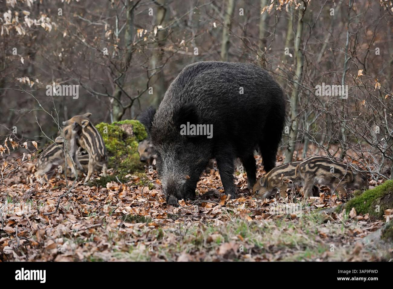Sanglier d'Europe (sus scrofa scrofa), truie et porcelets, Allemagne | Europäisches Wildschwein (sus scrofa scrofa), Bache und Frischlinge, Deutschland Banque D'Images