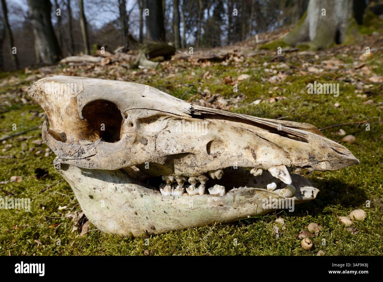 Sanglier d'Europe (sus scrofa scrofa), crâne dans une forêt, Allemagne | Europäisches Wildschwein (sus scrofa scrofa), Schädel, Deutschland Banque D'Images