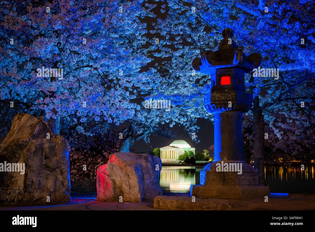 WASHINGTON DC — la lanterne en pierre japonaise et les cerisiers environnants sont illuminés la nuit par des flashs photographiques bleus et roses hors caméra au Tidal Basin. Cet éclairage est un effet photographique temporaire, et non une installation permanente, et le Jefferson Memorial est visible en arrière-plan à travers l'eau. Banque D'Images