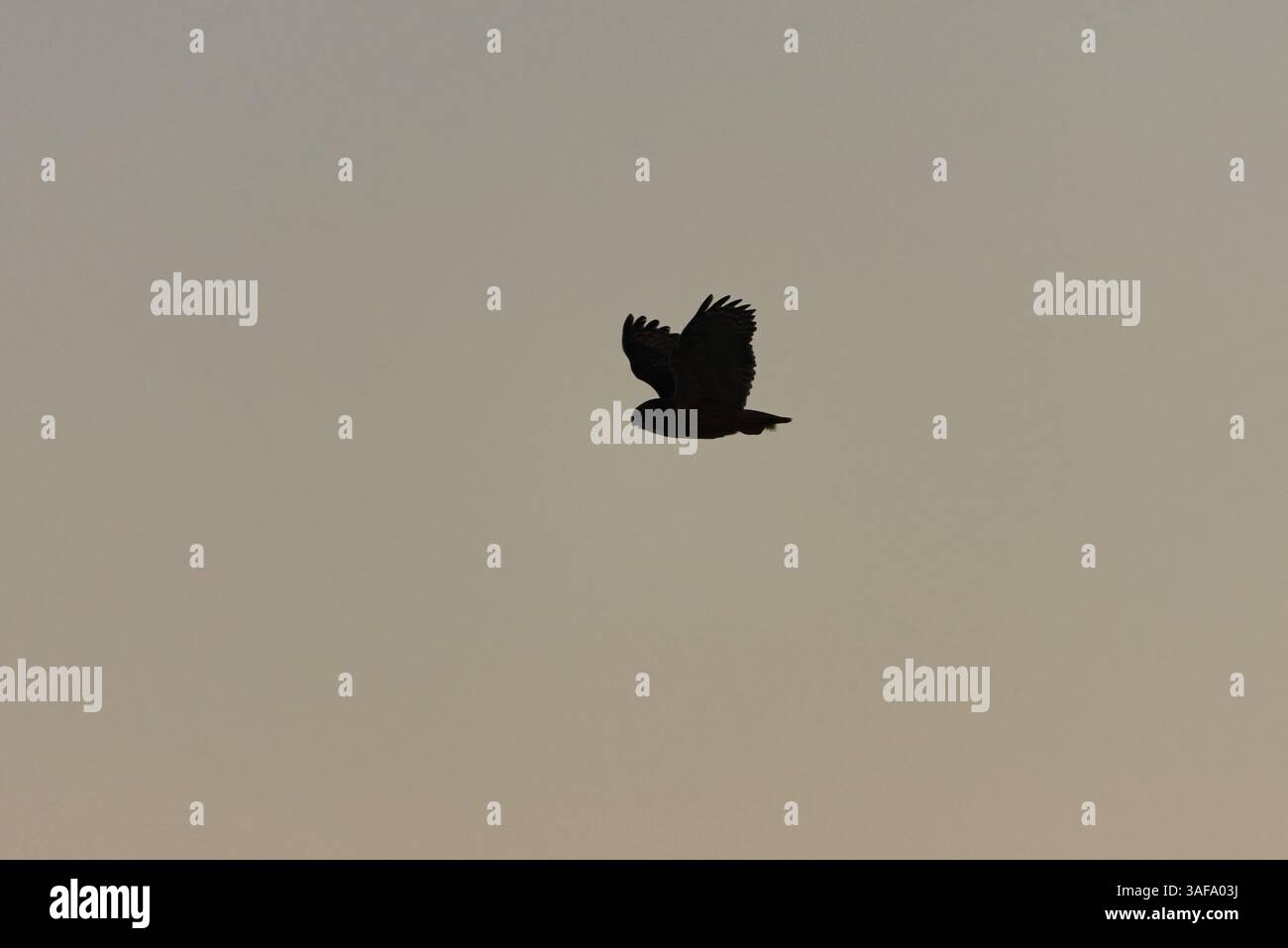 Silhouette volante d'aigle-hibou eurasien (Bubo bubo) la nuit. Banque D'Images