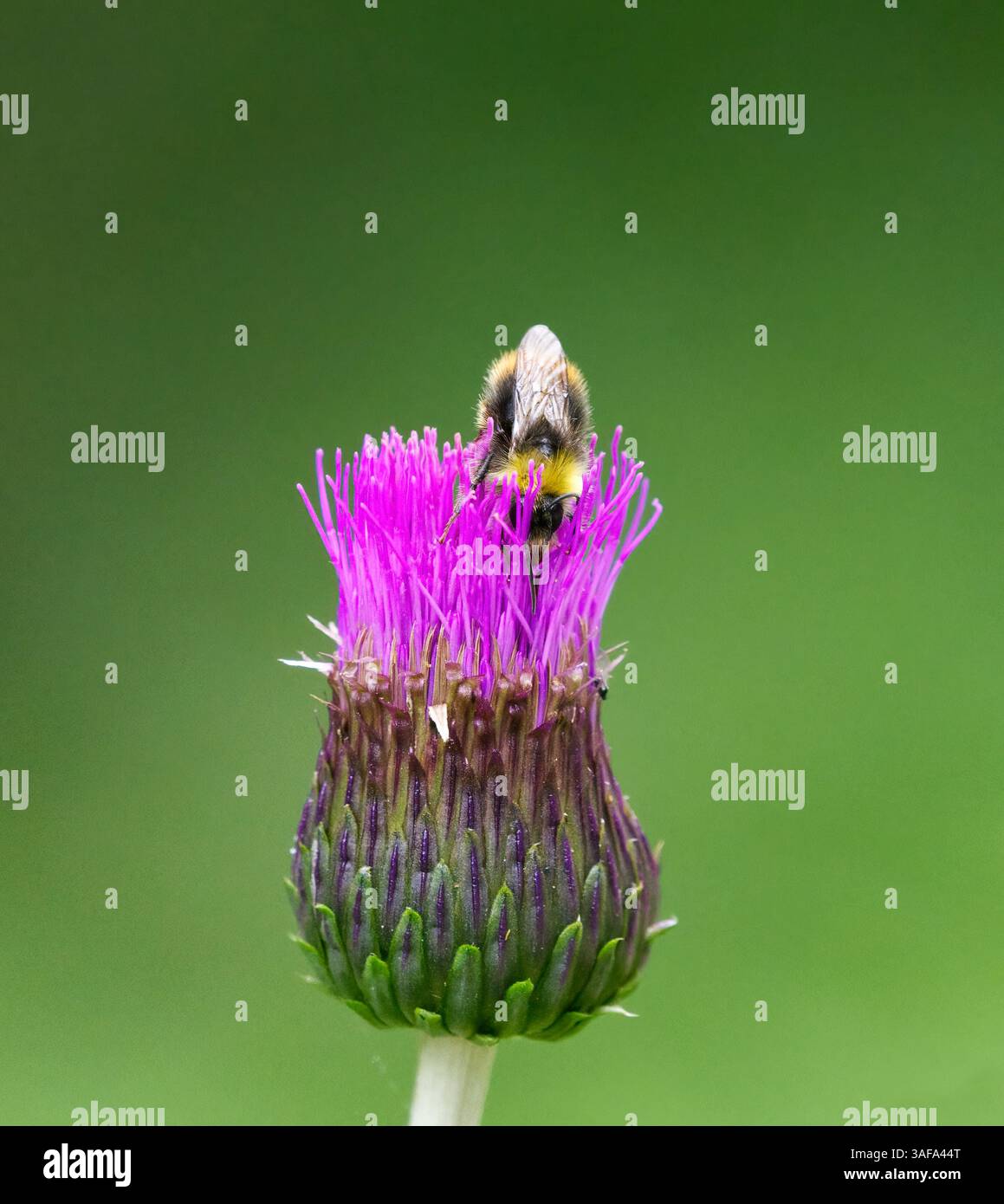 Pollinisation du bourdon précoce ou du bourdon à nidification précoce (Bombus pratorum). Banque D'Images