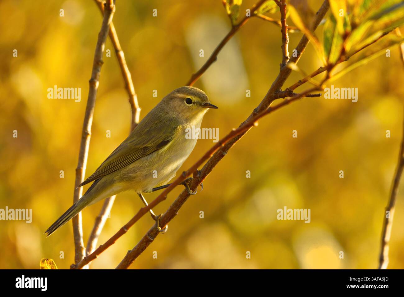 Paruline (Phylloscopus trochilus) assise sur une branche. Banque D'Images