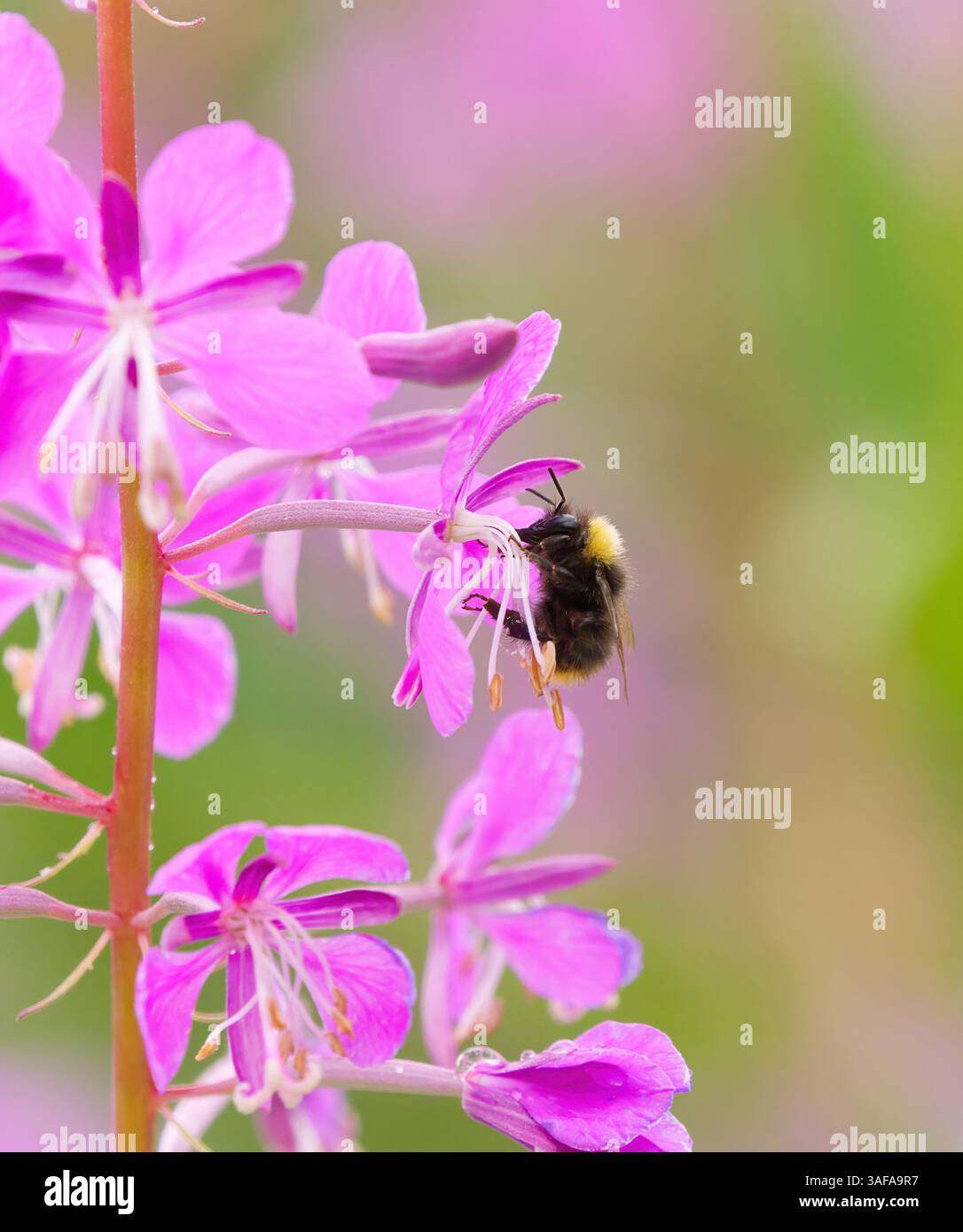 Pollinisation du bourdon précoce ou du bourdon à nidification précoce (Bombus pratorum). Banque D'Images