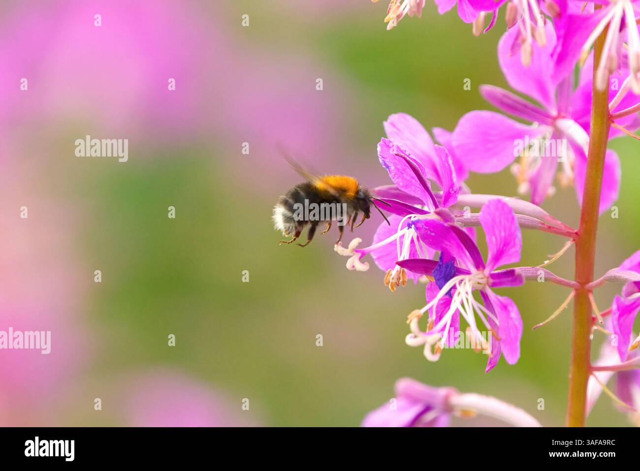 Bourdon d'arbre ou bourdon de jardin nouveau (Bombus hypnorum) volant à la fleur. Banque D'Images