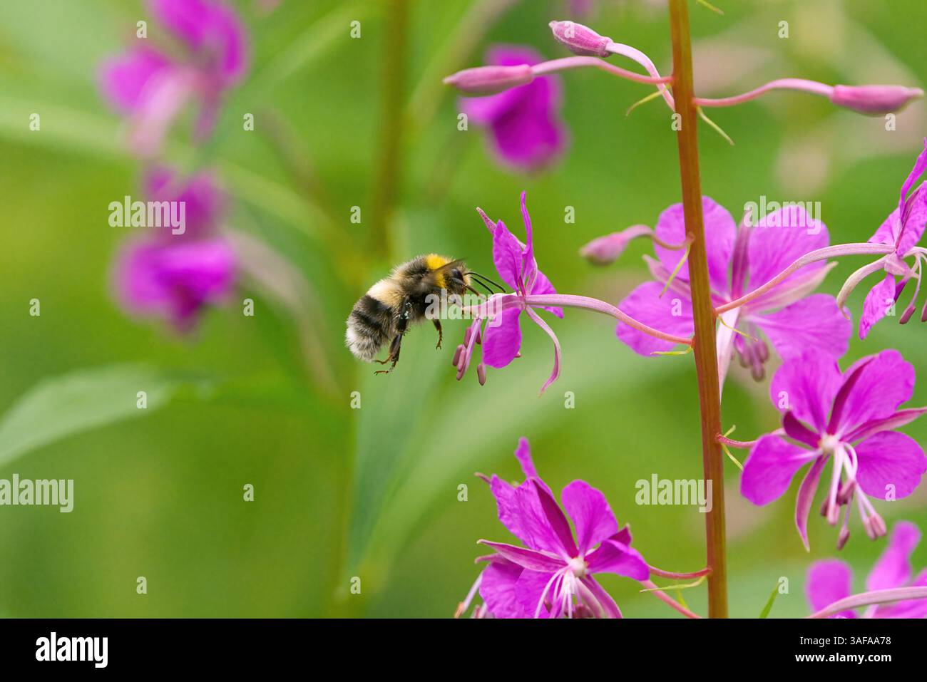 Bombus bohemicus, également connu sous le nom de bourdon coucou gitan volant à la fleur. Banque D'Images