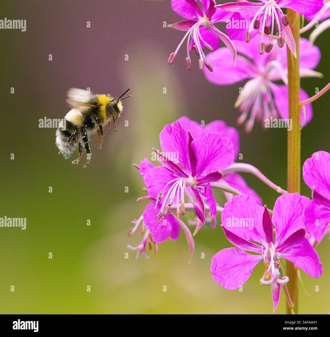 Bombus bohemicus, également connu sous le nom de bourdon coucou gitan volant à la fleur. Banque D'Images