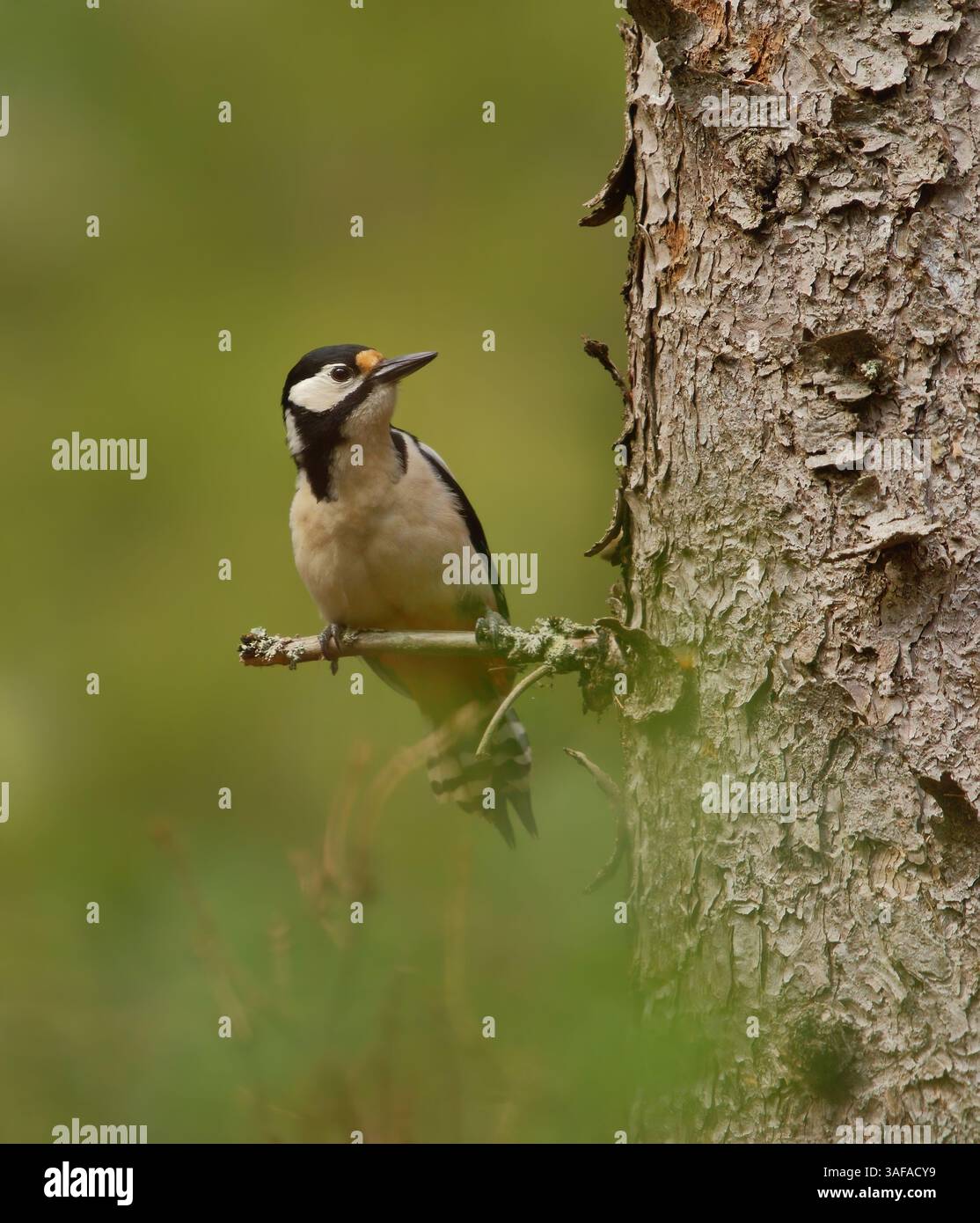 Grand pic tacheté (Dendrocopos major) femelle assis sur une branche d'épinette. Banque D'Images