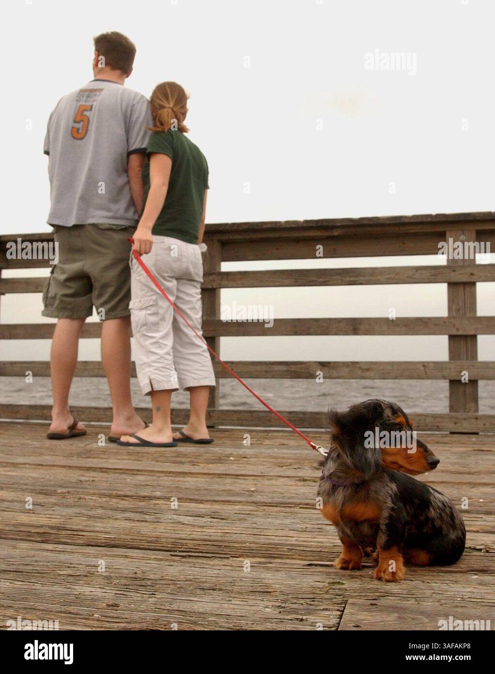 Cette photo a été prise lundi, 29/09/2003..les étudiants de l'Université de Floride du Sud Anne Marie Jiosne et Adam Nihoul emmènent son chiot dachsund de cinq mois Lily pour une promenade sur le quai de pêche de ballast point. Lily ne semblait pas toujours partager les mêmes intérêts que Jiosne et Nihoul. IDS cq par Jiosne. (Crédit image : St Petersburg Times/ZUMAPRESS.com) Banque D'Images