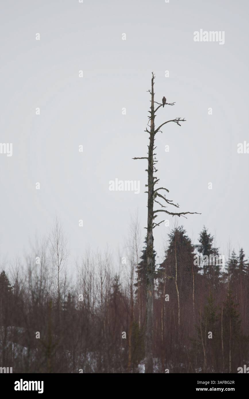 Jeune goshawk du nord (Accipiter gentilis) à la recherche de proies assis dans un vieil arbre mort. Banque D'Images