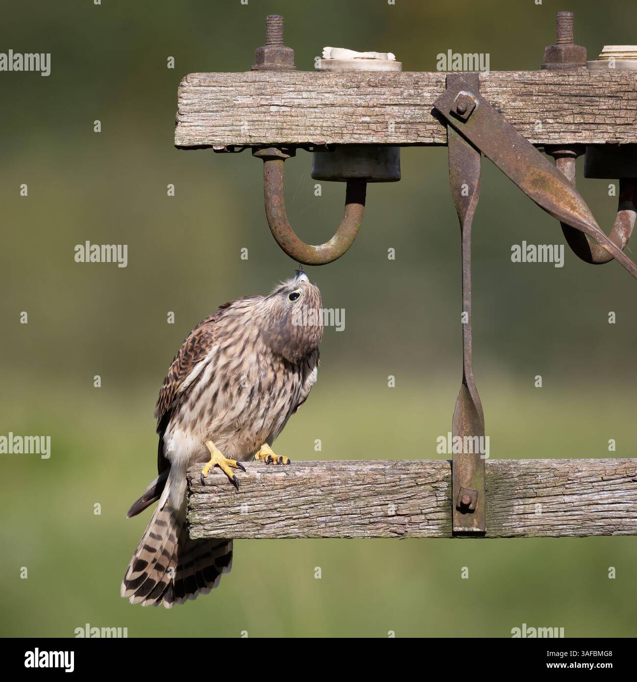Gros plan d'une crécerelle, Falco tinnunculus, perchée sur un poteau télégraphique avec la tête tournée vers le haut dans une pose inhabituelle Banque D'Images