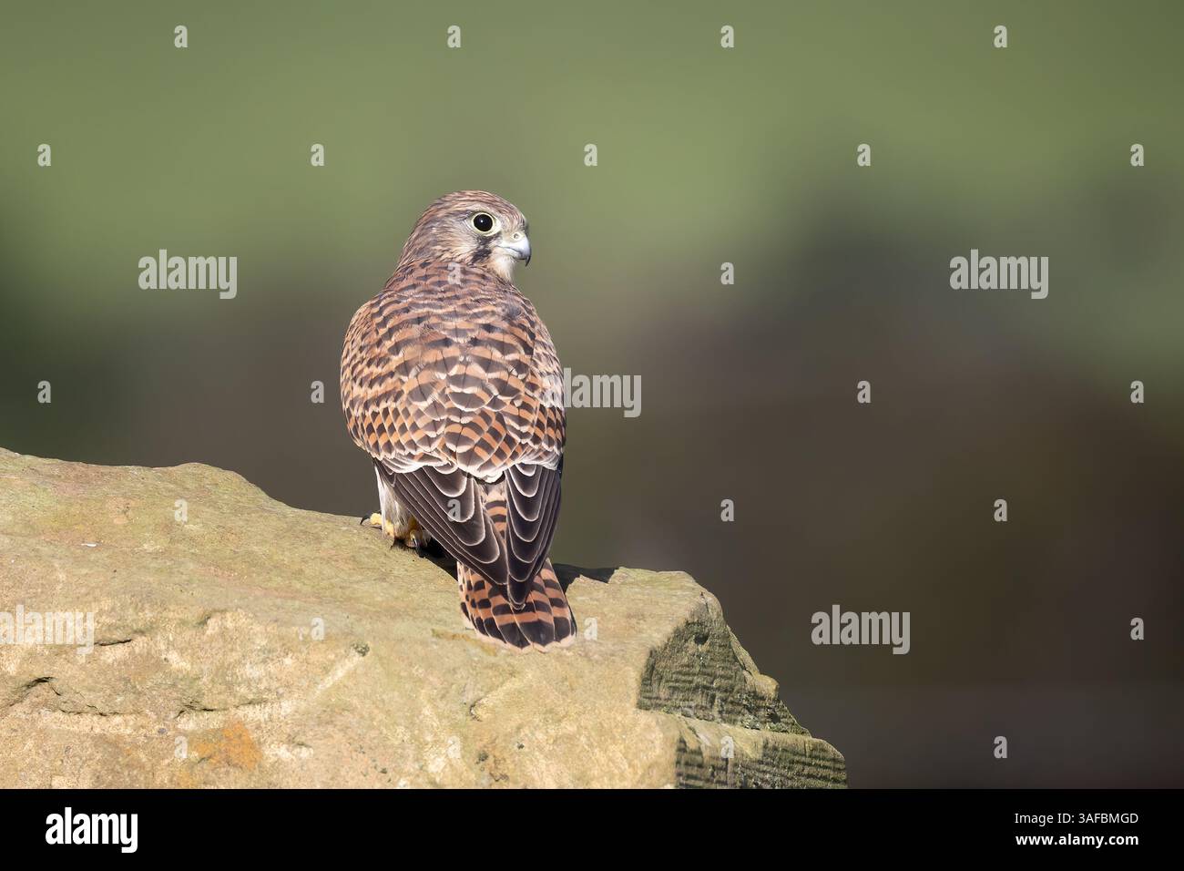 Beau portrait en gros plan d'une crécerelle, Falco tinnunculus, posée debout sur un rocher. Il a un arrière-plan flou naturel avec espace de copie Banque D'Images