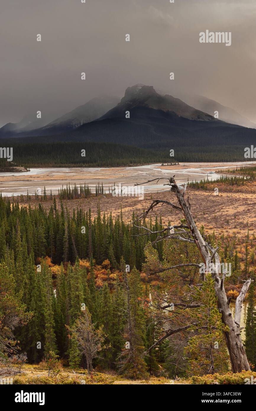 114 la rivière Saskatchewan Nord qui coule le Mont Erasmus vers le croisement de la rivière Saskatchewan Nord sur la promenade des champs de glace. Banff NP-AB-Canada Banque D'Images